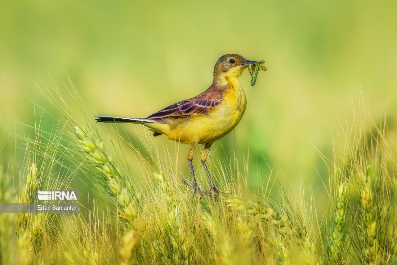 دم جنبانک شکم زرد (Motacilla fava)