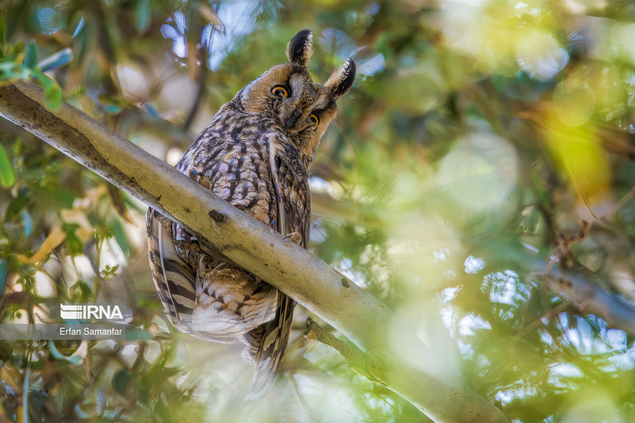جغد شاخدار (long eard owl)