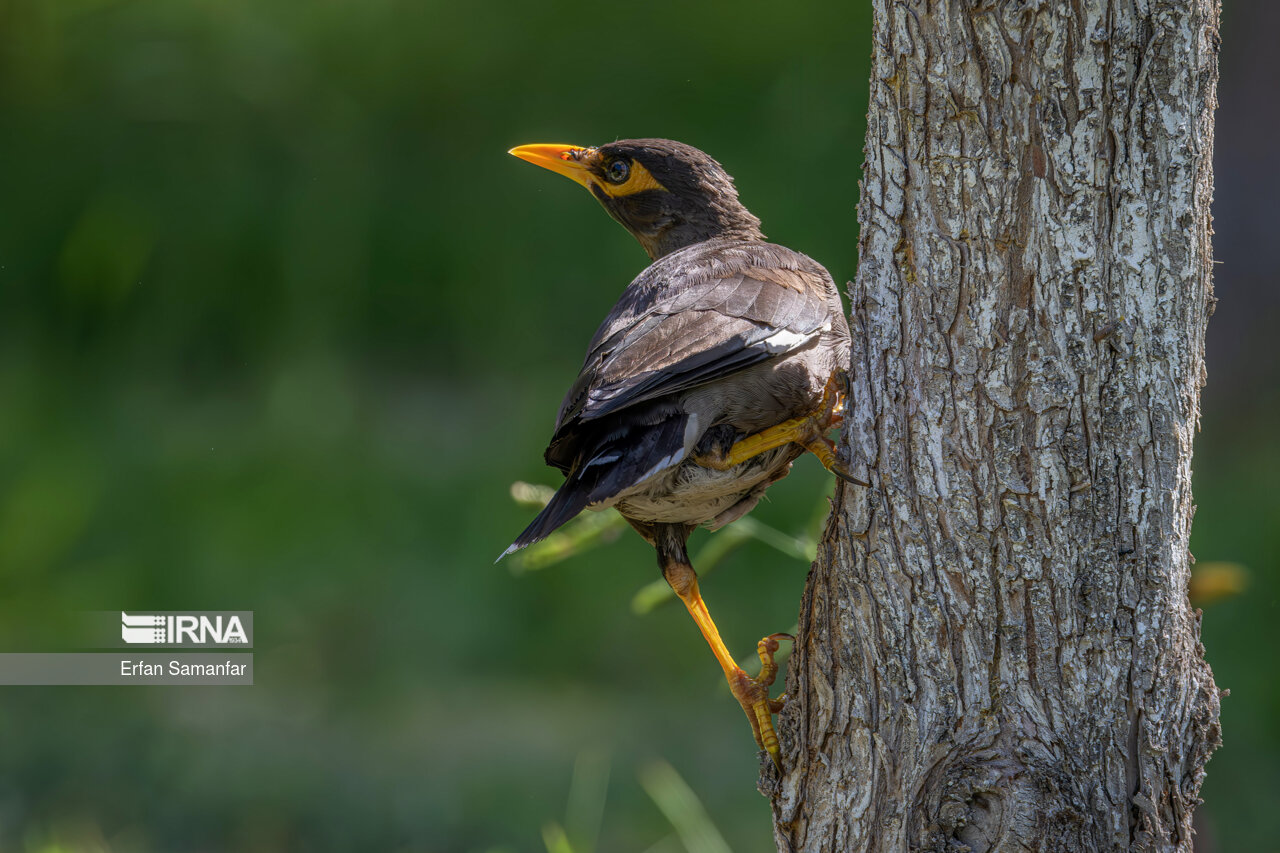 مرغ مینا (myna)
