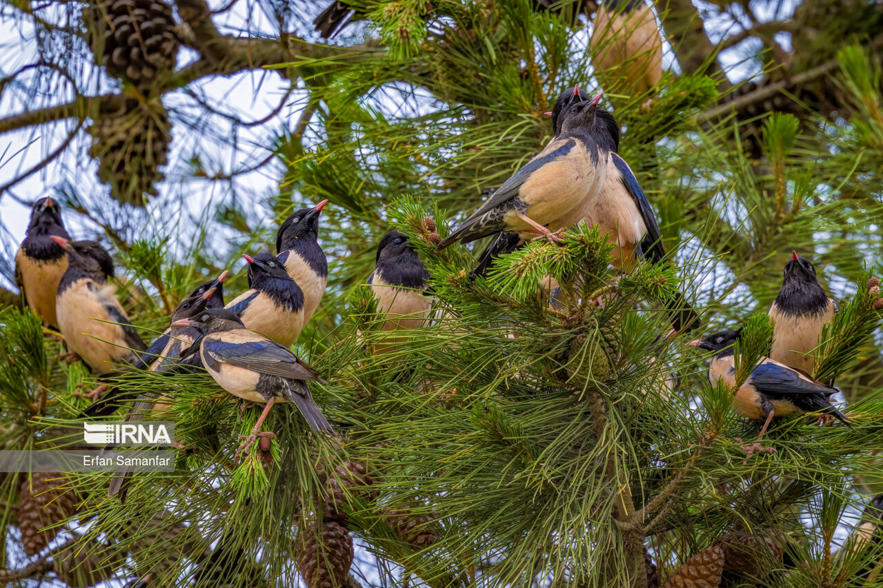 سار صورتی (Rosy starling)