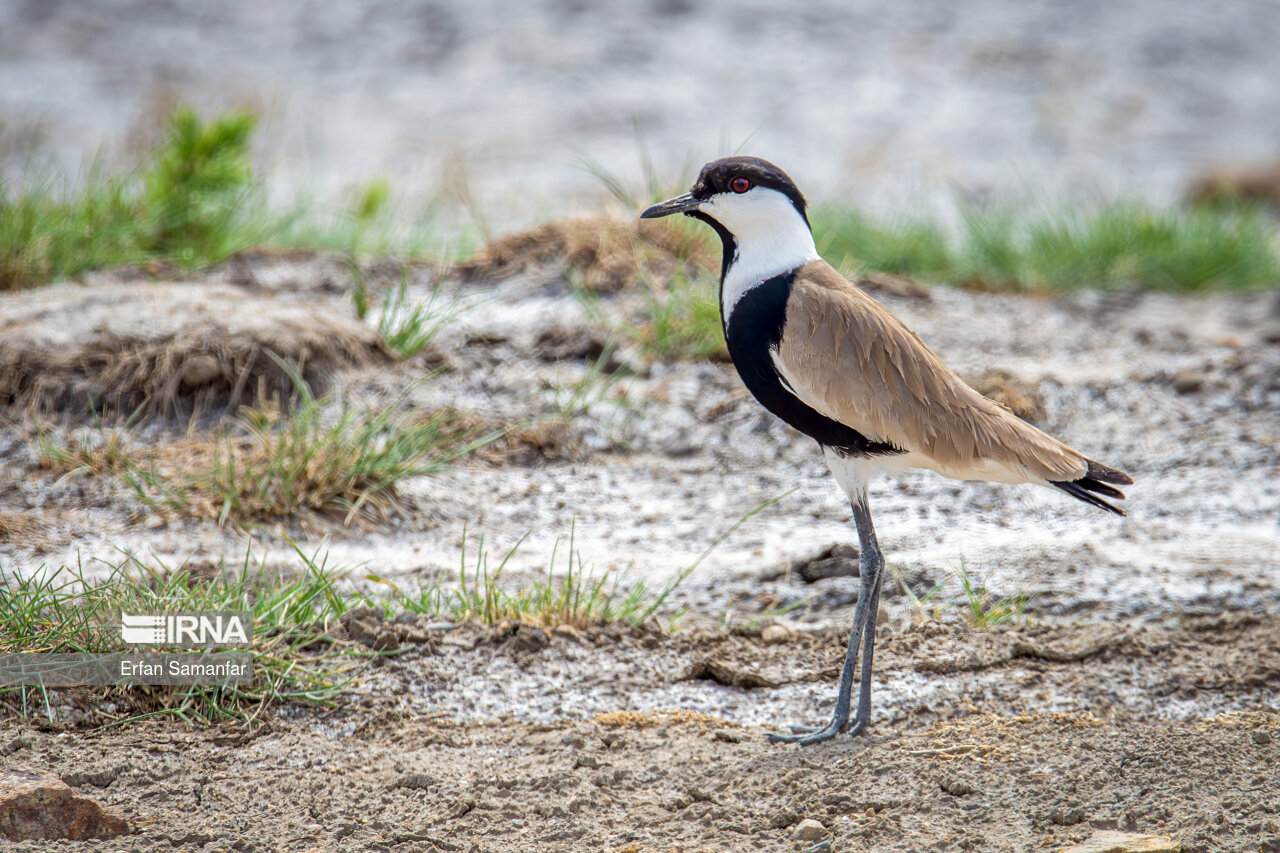 دیدومک (Red wattled lapwing)