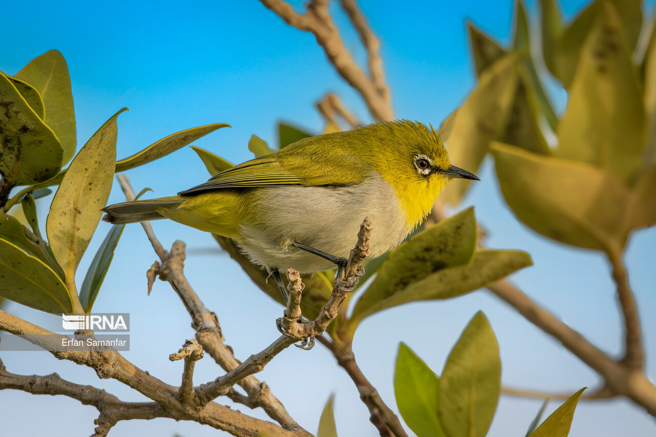 سسک چشم سفید هندی (oriental white eye)