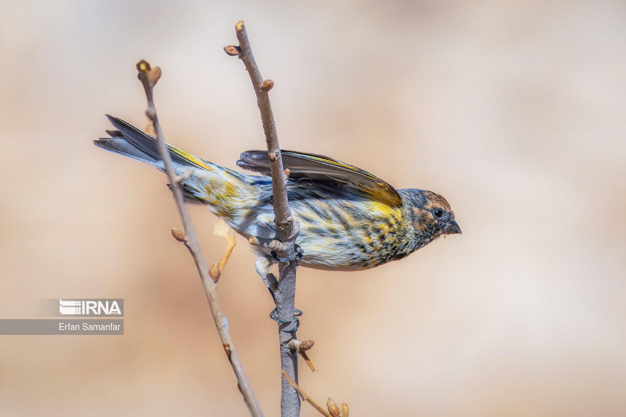 سهره پیشانی سرخ (red fronted serin)