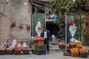 برداشت انار از باغات فاروق در فارس