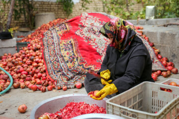 برداشت انار از باغات فاروق در فارس