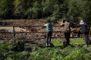 فیلم| ردپای عمیق درختان شکسته در سیل مازندران