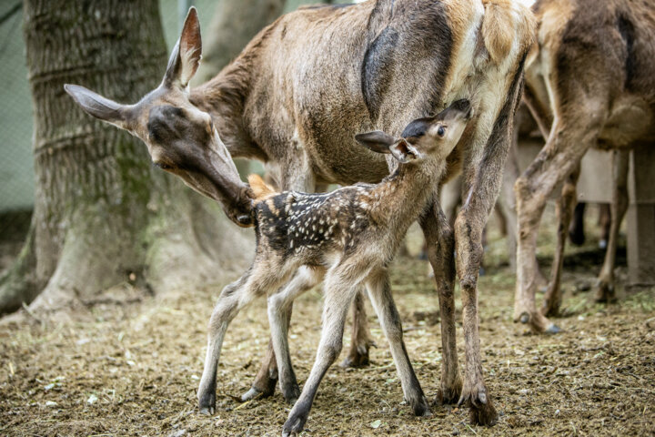 اشتباه مهربانانه/به حیوانات تازه متولد شده دست نزنید