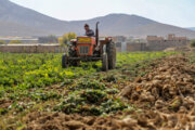 فصل بهار افزون بر سه میلیون تن محصول کشاورزی از اراضی خوزستان برداشت شد