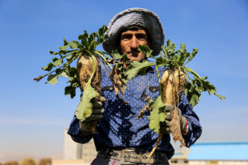 Récolte de betteraves sucrières dans la province de Khorasan du Nord