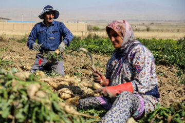 Récolte de betteraves sucrières dans la province de Khorasan du Nord