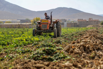 Récolte de betteraves sucrières dans la province de Khorasan du Nord