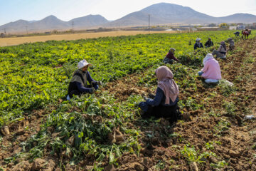 Récolte de betteraves sucrières dans la province de Khorasan du Nord