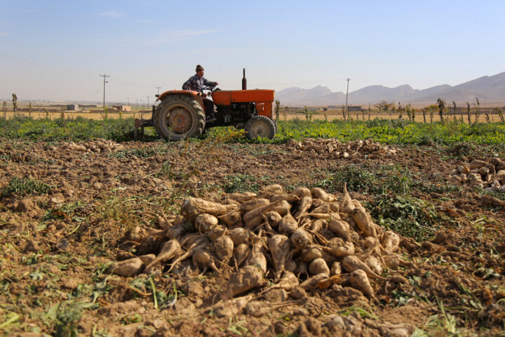 پایش ۸ محصول خام کشاورزی توسط سازمان غذا و دارو