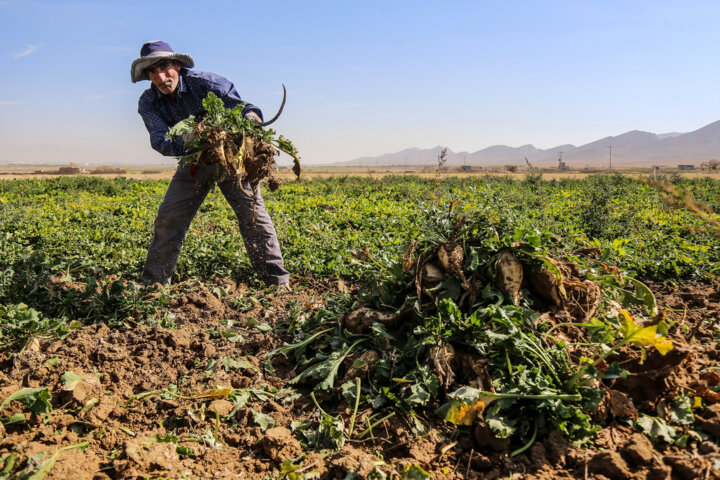 ۱۹۲ هزار تن چغندر قند در چهارمحال و بختیاری خریداری شد