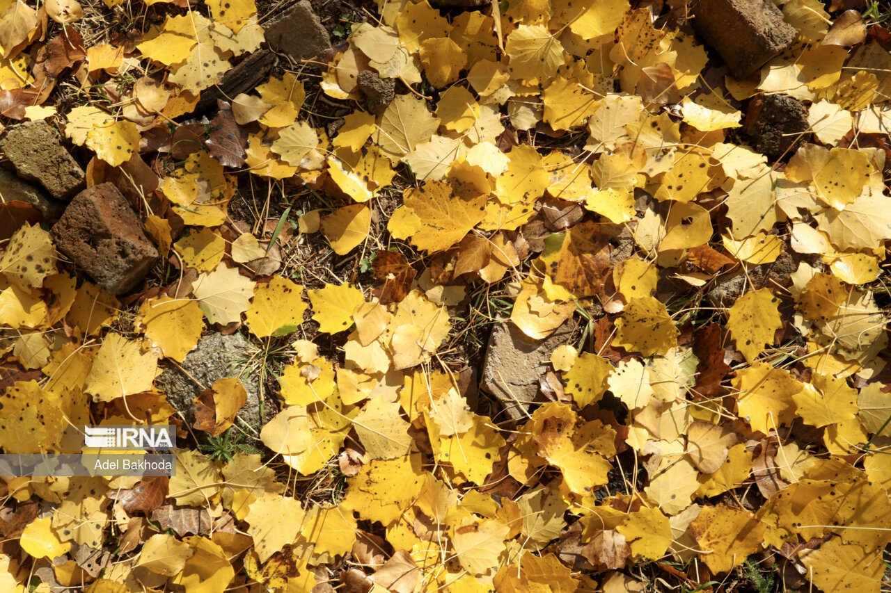 طبیعت پاییزی همدان