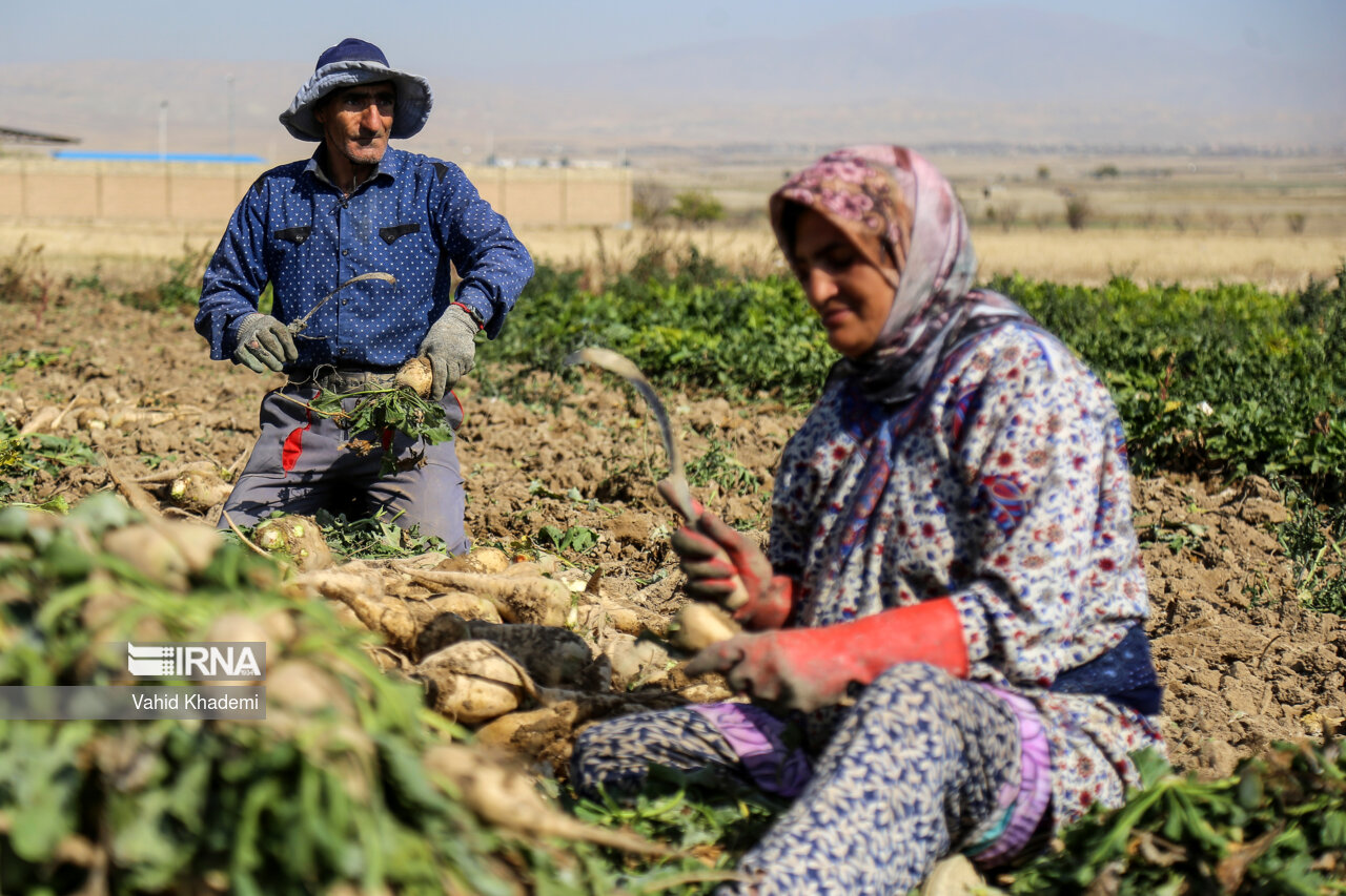 کشاورزان خراسان شمالی در برداشت محصولات تعجیل کنند