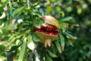 Pomegranate harvesting in Taft