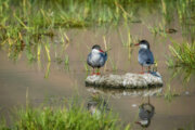 Gandoman wetland