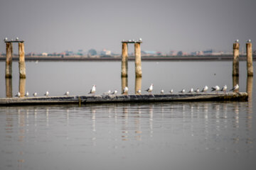خلیج گرگان سالانه پذیرای 150 هزار پرنده مهاجر است که در طی اجرای این پروژه همچنان در کنار کانال اصلی زمستان گذرانی میکردند