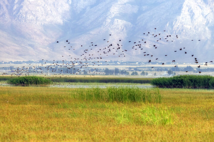 پرواز مسافران پاییزی بر فراز آسمان هگمتانه