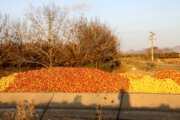 Transportation of industrial apples in Iran’s Mahabad