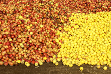 انباشت و حمل سیب‌های صنعتی در مهاباد