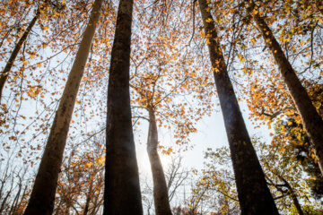 Espectáculo de color cuando el otoño llega a Teherán