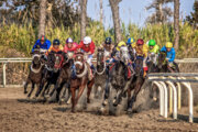 ۸۶ اسب در آغاز هفته پانزدهم کورس گنبدکاووس باهم رقابت کردند