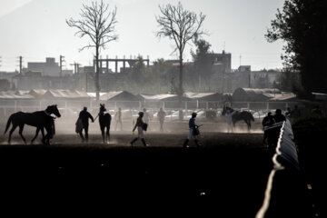 بزرگترین مجموعه اسبدوانی ایران در گنبد کاووس
