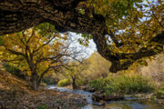 Autumn beauties in Lorestan