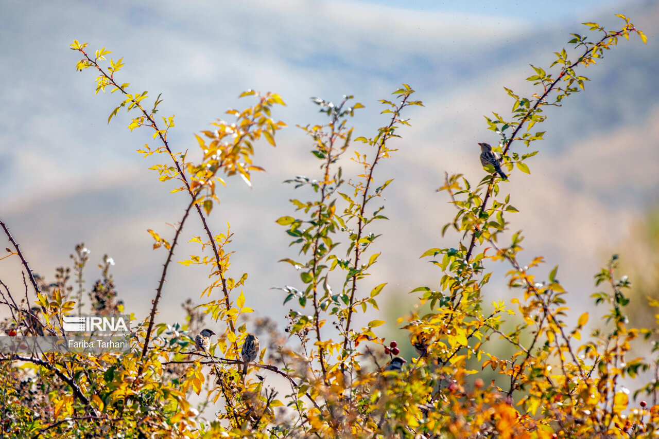 پاییز در شهرستان سلسله