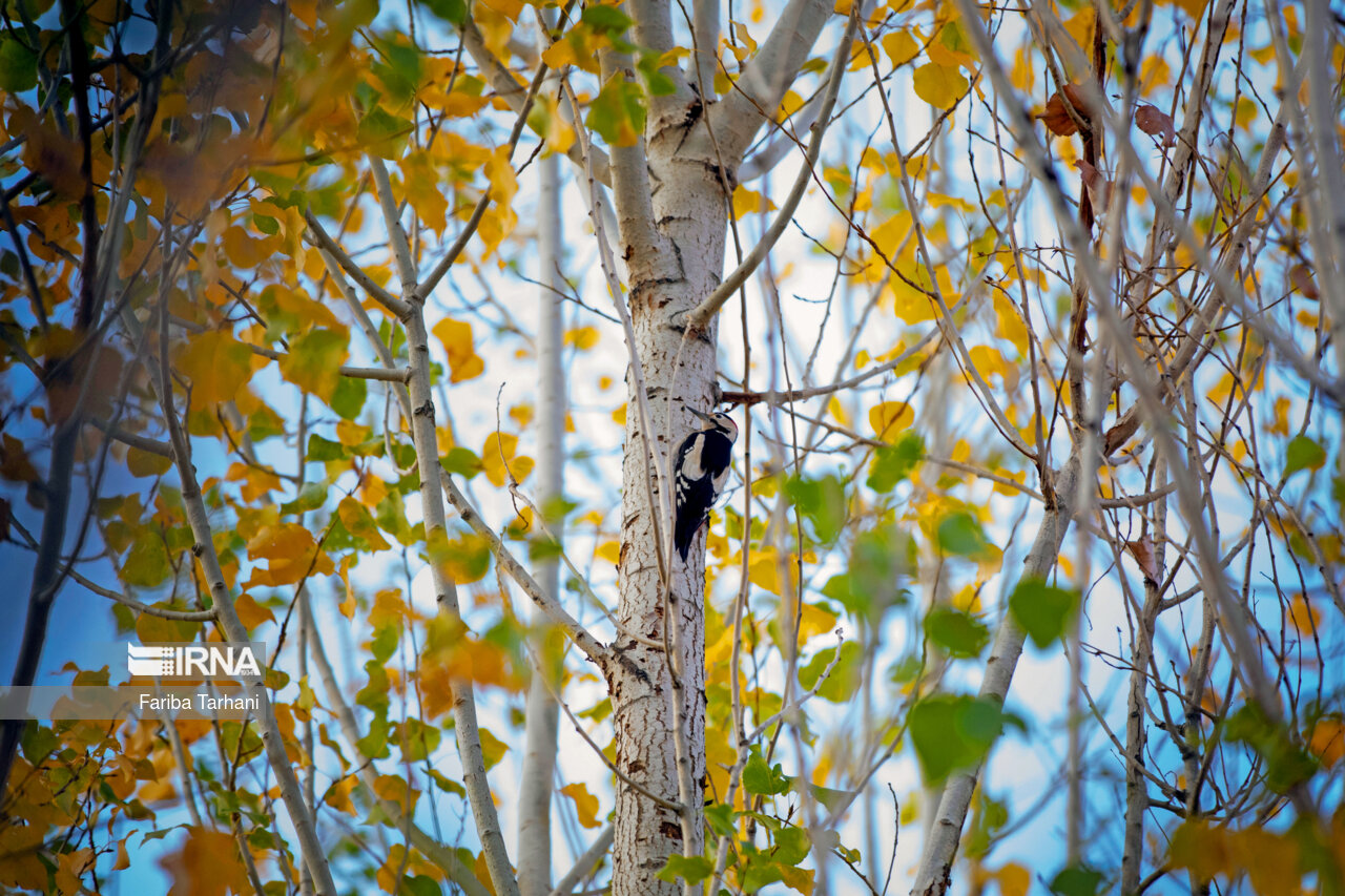 پاییز در شهرستان سلسله