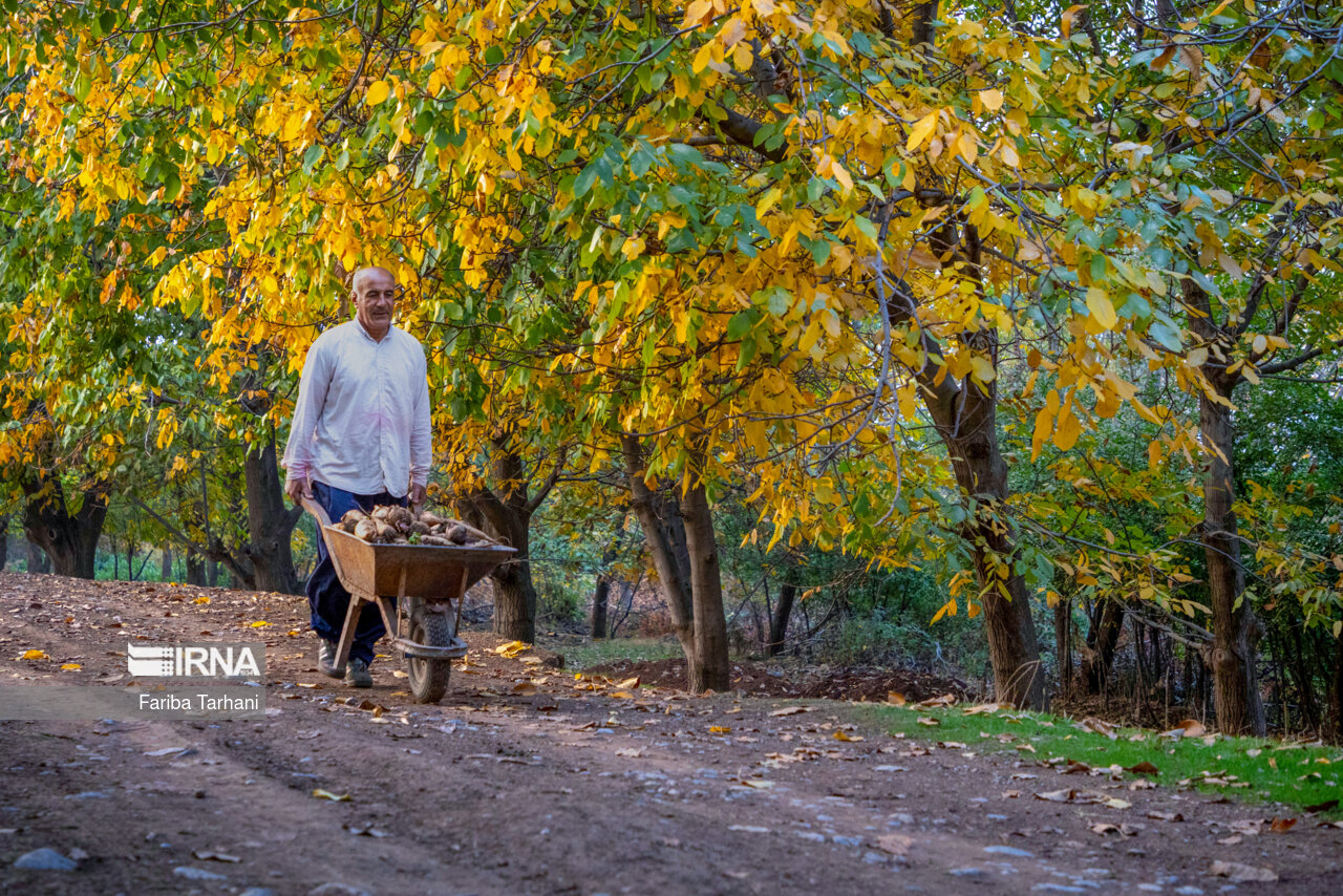 پاییز در شهرستان سلسله