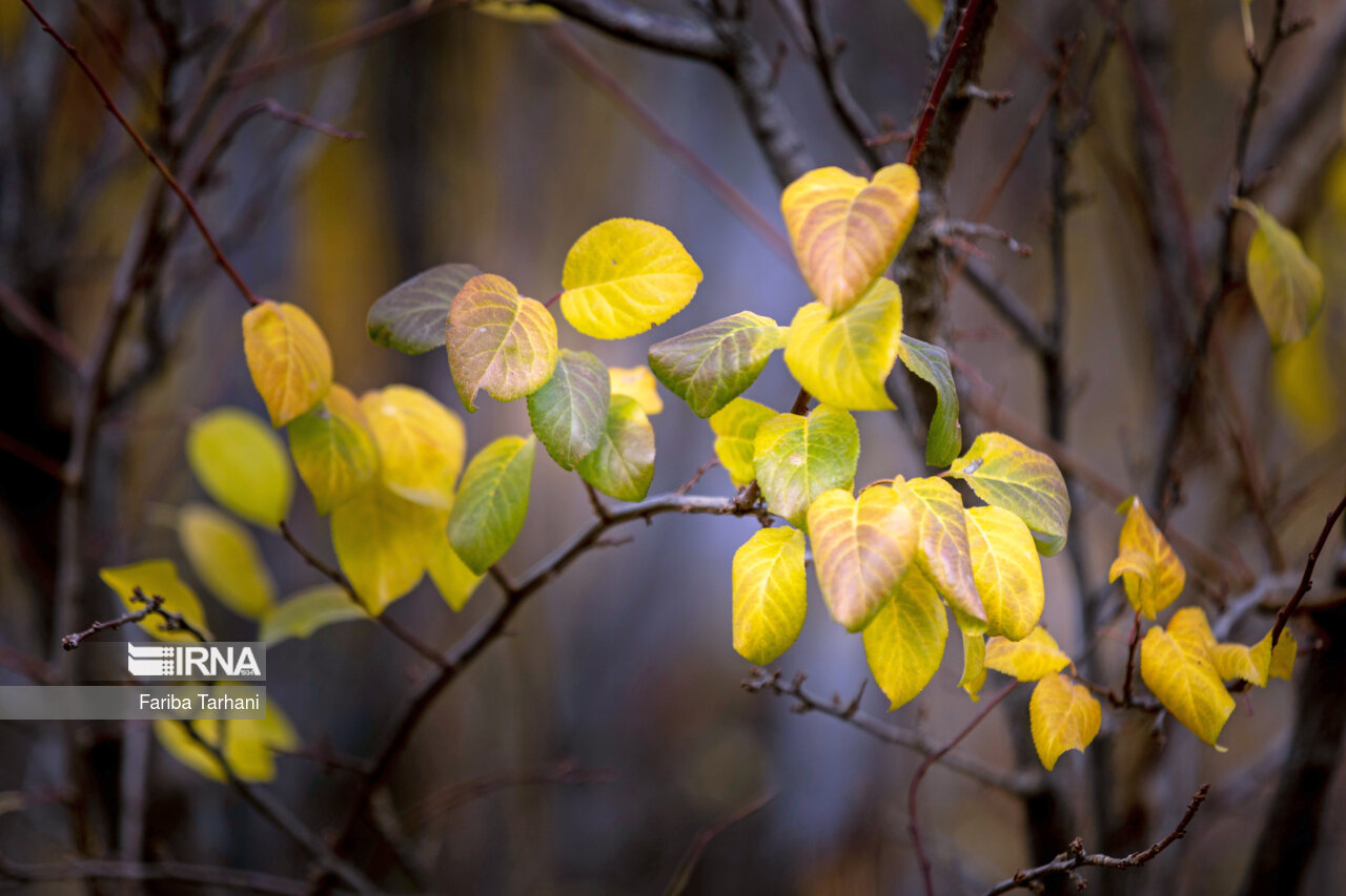 پاییز در شهرستان سلسله