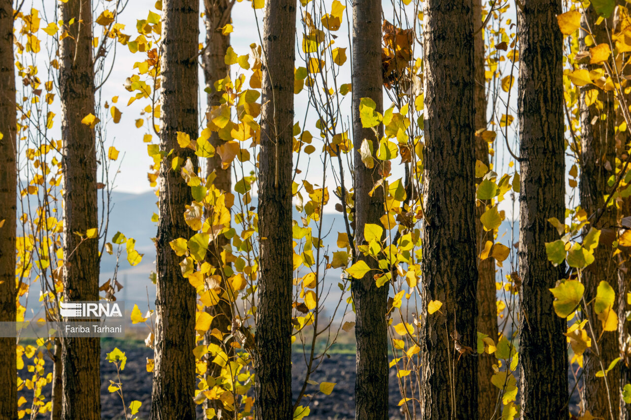 پاییز در شهرستان سلسله