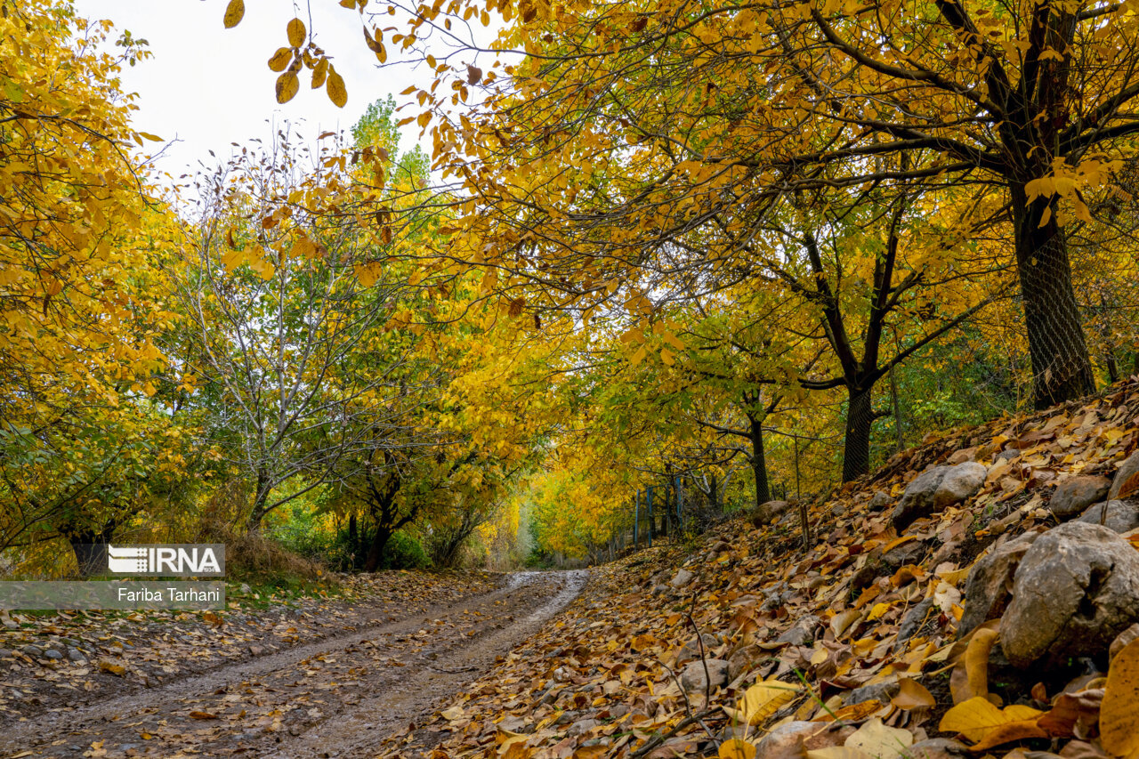 پاییز در شهرستان سلسله