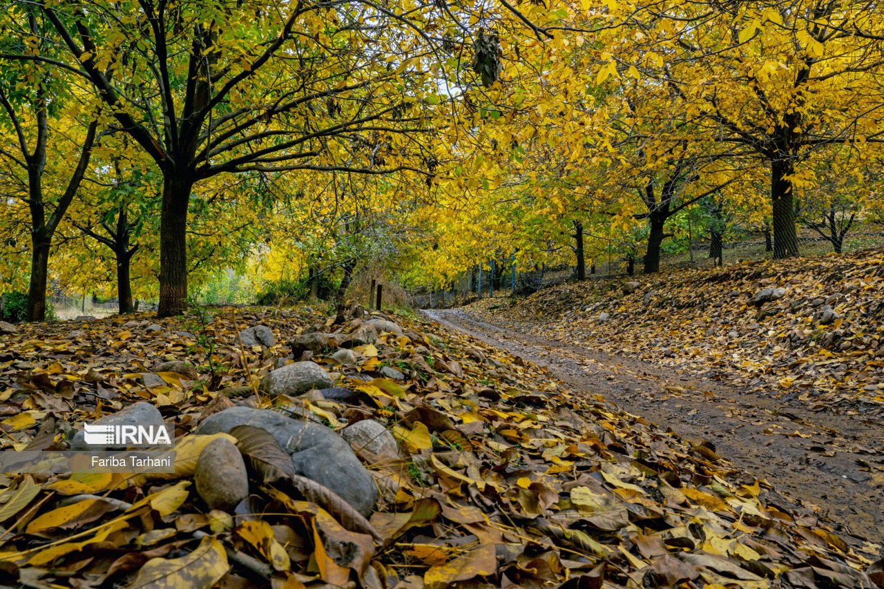 پاییز در شهرستان سلسله