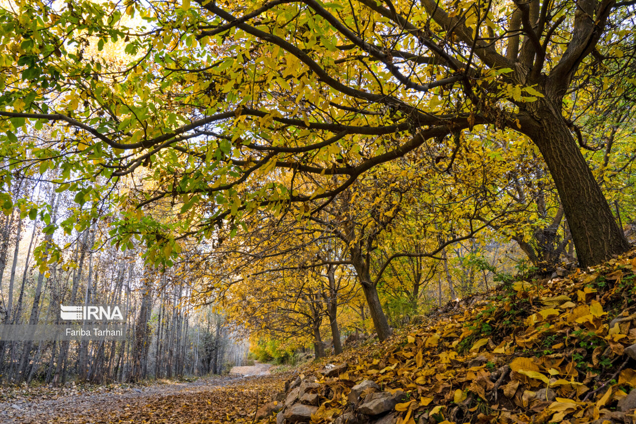 پاییز در شهرستان سلسله