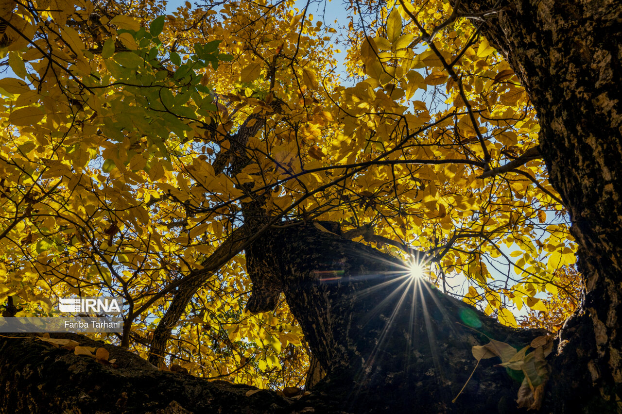 پاییز در شهرستان سلسله