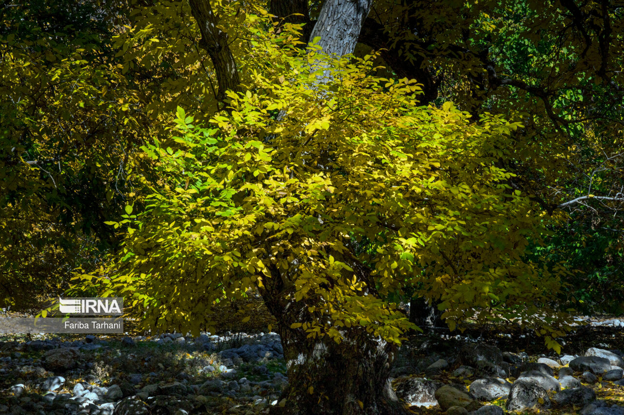 پاییز در شهرستان سلسله