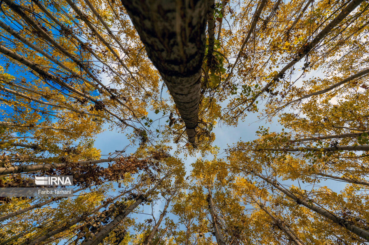 پاییز در شهرستان سلسله