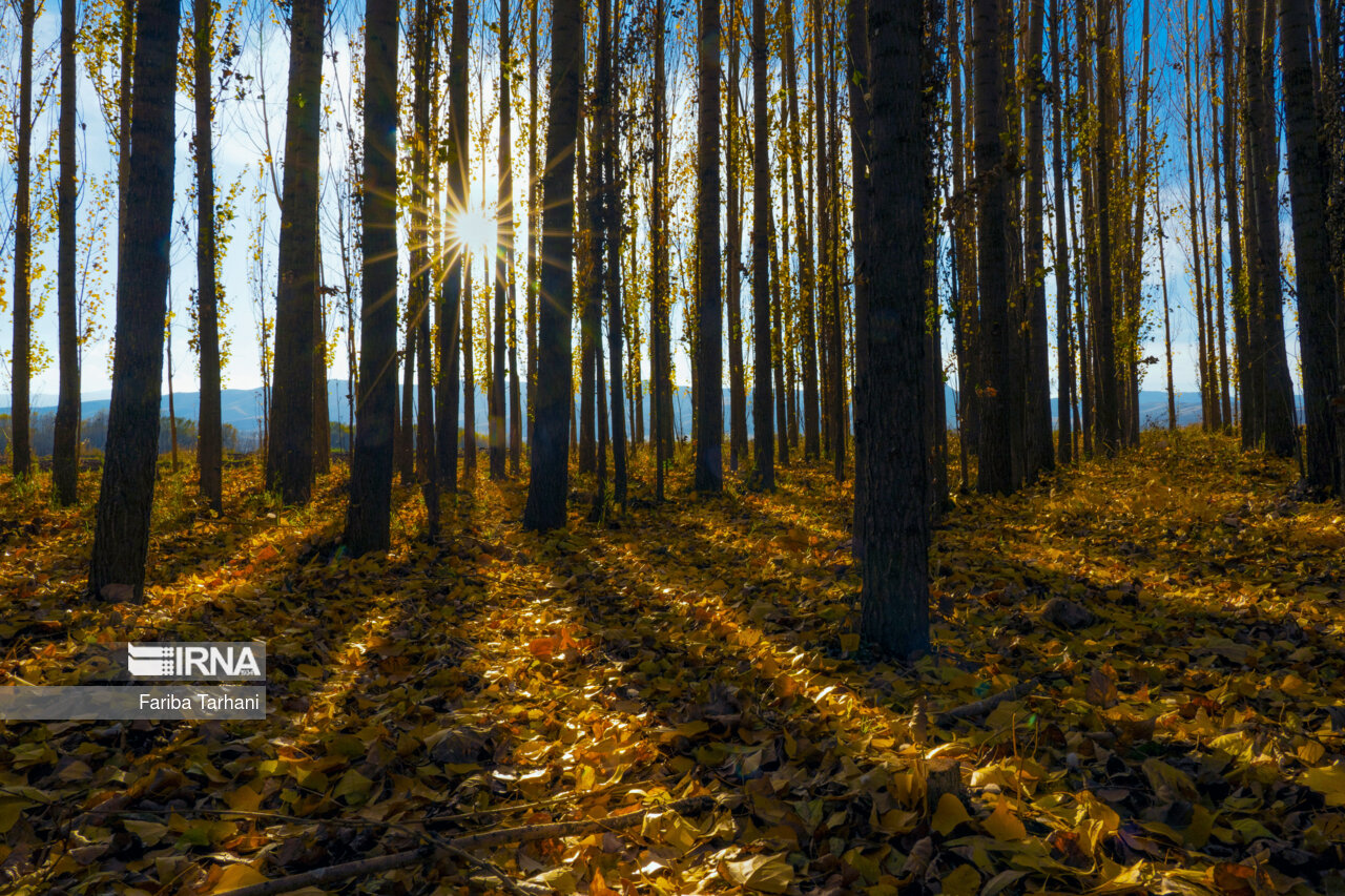 پاییز در شهرستان سلسله