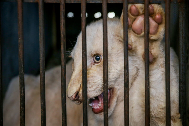 تهیه آییننامه قرقهای اختصاصی بعد از ۴۰ سال/بازگشت آهوی ایرانی به طبیعت