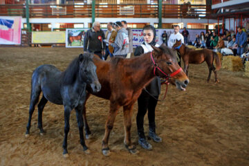 نوزدهمین جشنواره ملی اسب کاسپین در بندرانزلی