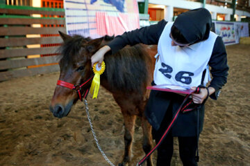 Des chevaux caspiens participeront à un concours dans le nord de l'Iran