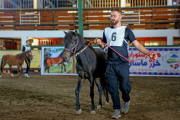 Des chevaux caspiens participeront à un concours dans le nord de l'Iran