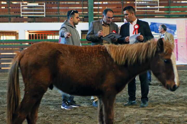 تبار نامهای برای کهنترین اسب