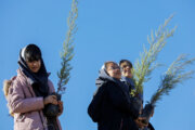 کاشت ۲۰ هکتار درخت در شهر کرمان آغاز شد