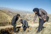 ۷۴۴ هزار اصله درخت در کردستان غرس شد