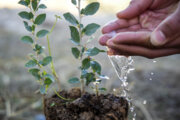 اجرای ۳۲ درصد طرح کاشت یک میلیارد نهال در خوزستان